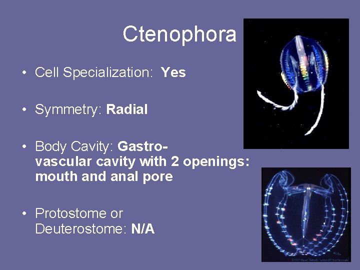Ctenophora • Cell Specialization: Yes • Symmetry: Radial • Body Cavity: Gastrovascular cavity with