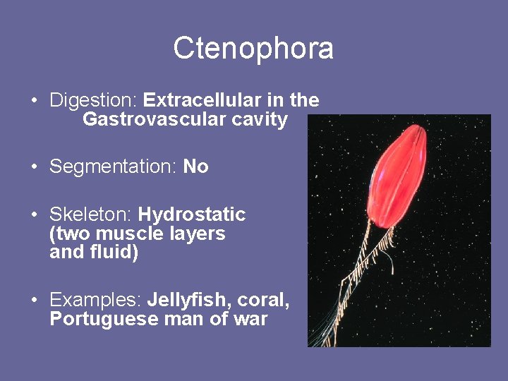 Ctenophora • Digestion: Extracellular in the Gastrovascular cavity • Segmentation: No • Skeleton: Hydrostatic