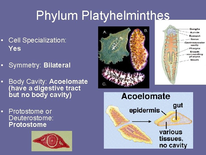 Phylum Platyhelminthes • Cell Specialization: Yes • Symmetry: Bilateral • Body Cavity: Acoelomate (have