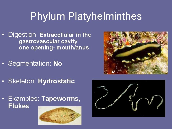 Phylum Platyhelminthes • Digestion: Extracellular in the gastrovascular cavity one opening- mouth/anus • Segmentation: