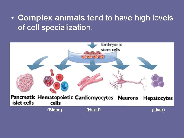  • Complex animals tend to have high levels of cell specialization. (Blood) (Heart)