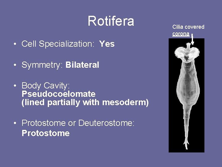 Rotifera • Cell Specialization: Yes • Symmetry: Bilateral • Body Cavity: Pseudocoelomate (lined partially