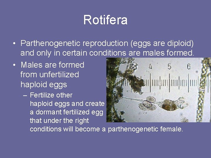 Rotifera • Parthenogenetic reproduction (eggs are diploid) and only in certain conditions are males