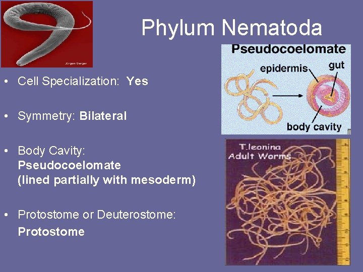 Phylum Nematoda • Cell Specialization: Yes • Symmetry: Bilateral • Body Cavity: Pseudocoelomate (lined