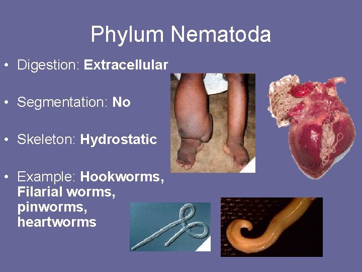 Phylum Nematoda • Digestion: Extracellular • Segmentation: No • Skeleton: Hydrostatic • Example: Hookworms,