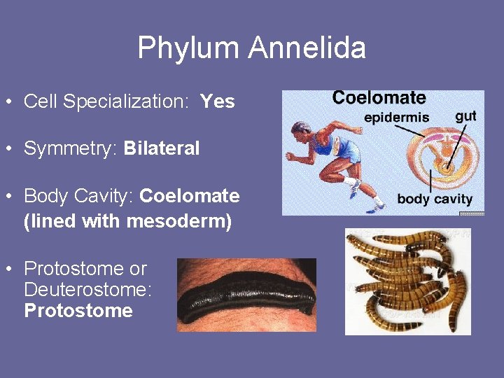 Phylum Annelida • Cell Specialization: Yes • Symmetry: Bilateral • Body Cavity: Coelomate (lined