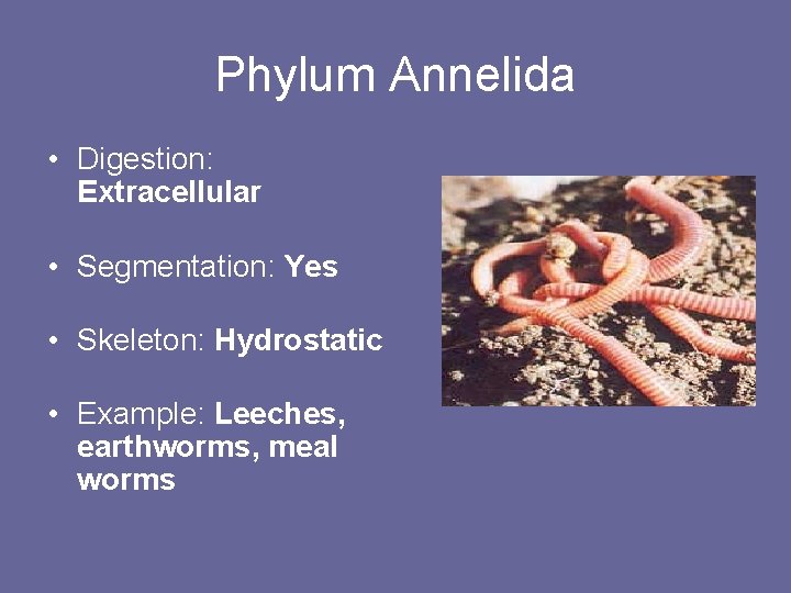 Phylum Annelida • Digestion: Extracellular • Segmentation: Yes • Skeleton: Hydrostatic • Example: Leeches,