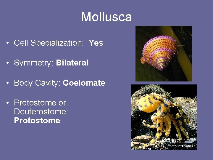 Mollusca • Cell Specialization: Yes • Symmetry: Bilateral • Body Cavity: Coelomate • Protostome