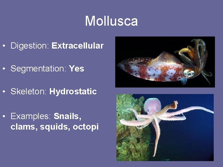 Mollusca • Digestion: Extracellular • Segmentation: Yes • Skeleton: Hydrostatic • Examples: Snails, clams,