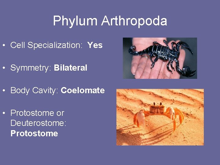 Phylum Arthropoda • Cell Specialization: Yes • Symmetry: Bilateral • Body Cavity: Coelomate •