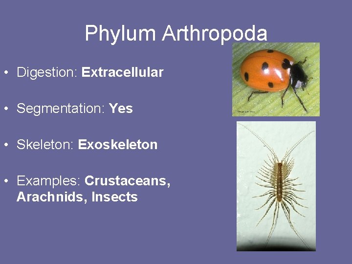 Phylum Arthropoda • Digestion: Extracellular • Segmentation: Yes • Skeleton: Exoskeleton • Examples: Crustaceans,