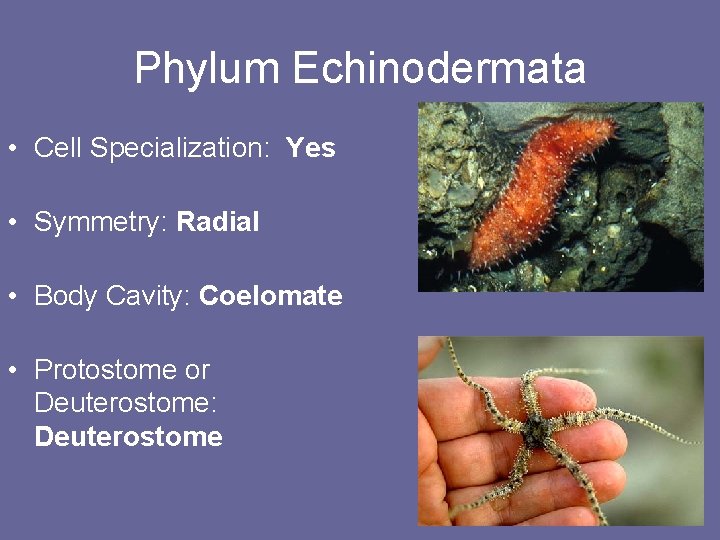 Phylum Echinodermata • Cell Specialization: Yes • Symmetry: Radial • Body Cavity: Coelomate •