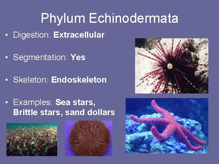 Phylum Echinodermata • Digestion: Extracellular • Segmentation: Yes • Skeleton: Endoskeleton • Examples: Sea