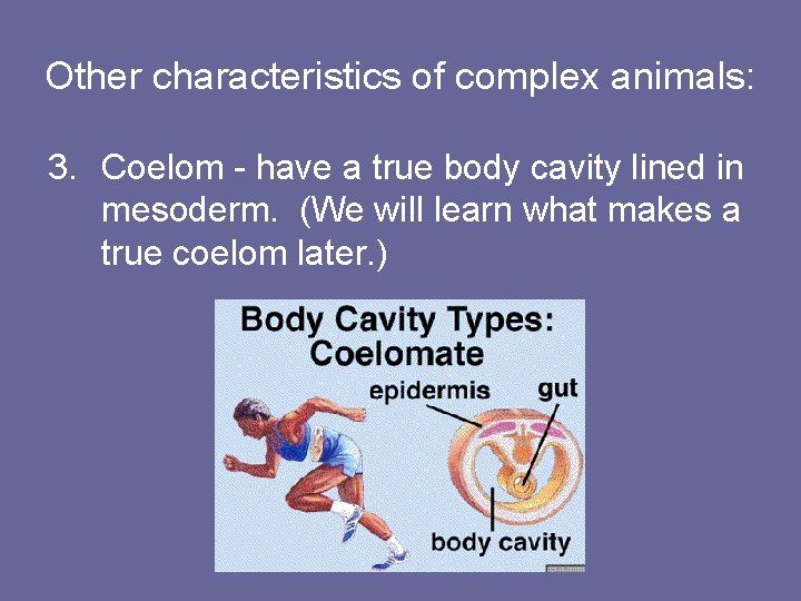 Other characteristics of complex animals: 3. Coelom - have a true body cavity lined