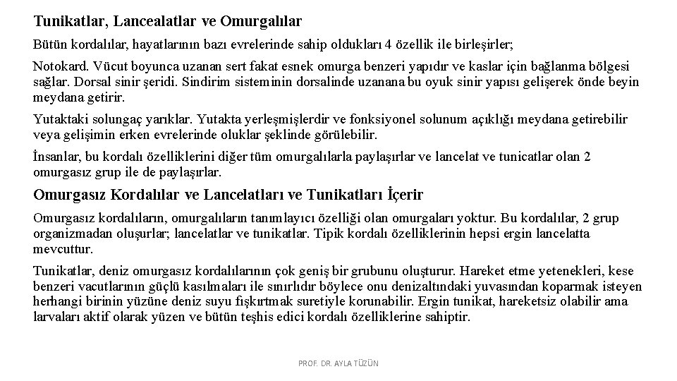 Tunikatlar, Lancealatlar ve Omurgalılar Bütün kordalılar, hayatlarının bazı evrelerinde sahip oldukları 4 özellik ile