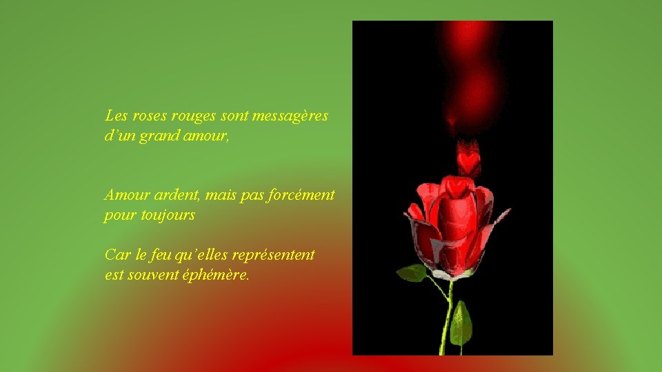 Les roses rouges sont messagères d’un grand amour, Amour ardent, mais pas forcément pour