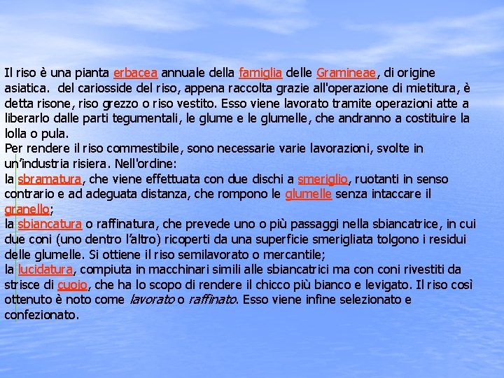 Il riso è una pianta erbacea annuale della famiglia delle Gramineae, di origine asiatica.