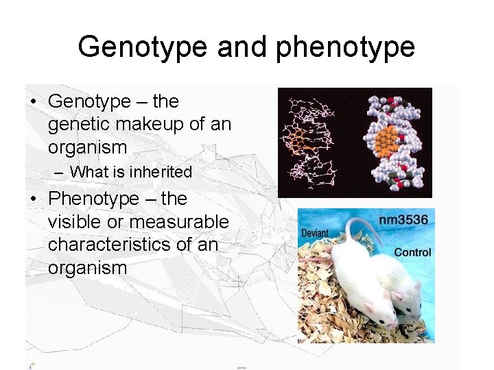 Genotype and phenotype • Genotype – the genetic makeup of an organism – What