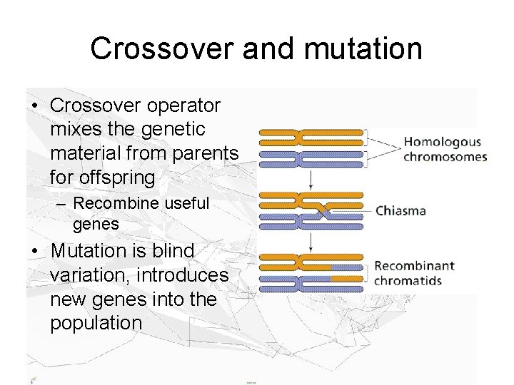 Crossover and mutation • Crossover operator mixes the genetic material from parents for offspring