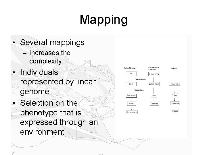 Mapping • Several mappings – Increases the complexity • Individuals represented by linear genome