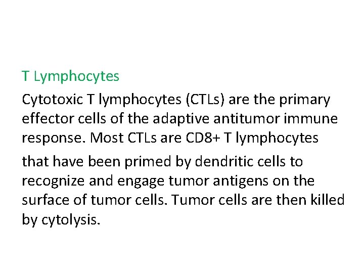 T Lymphocytes Cytotoxic T lymphocytes (CTLs) are the primary effector cells of the adaptive