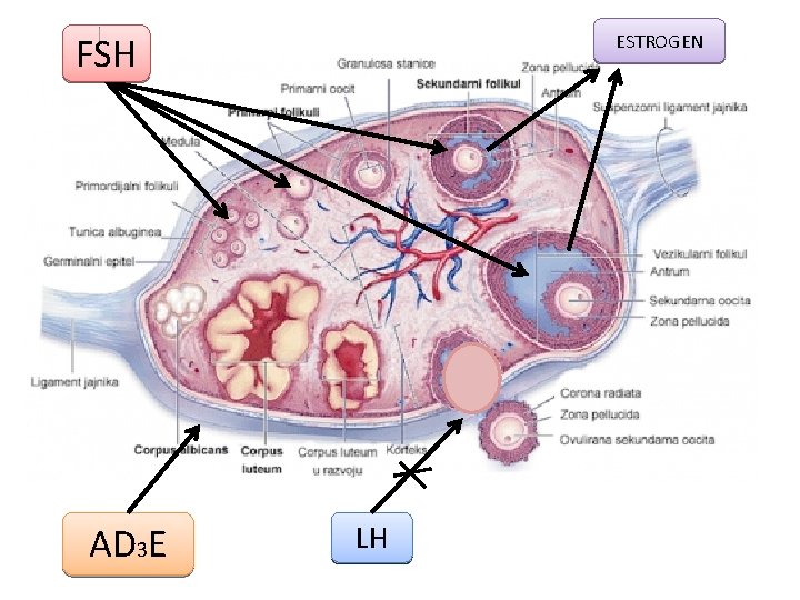 ESTROGEN FSH AD 3 E LH 