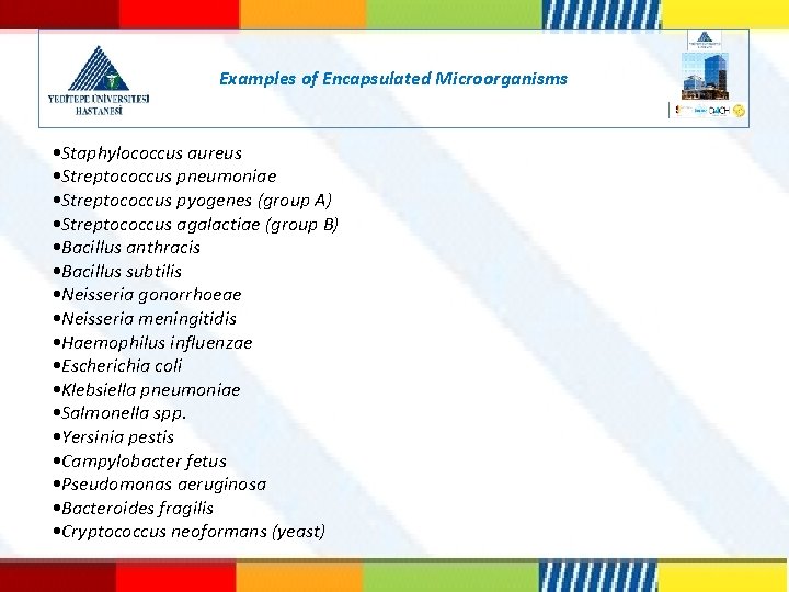 Examples of Encapsulated Microorganisms • Staphylococcus aureus • Streptococcus pneumoniae • Streptococcus pyogenes (group