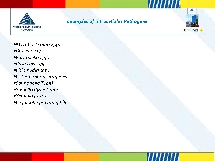 Examples of Intracellular Pathogens • Mycobacterium spp. • Brucella spp. • Francisella spp. •