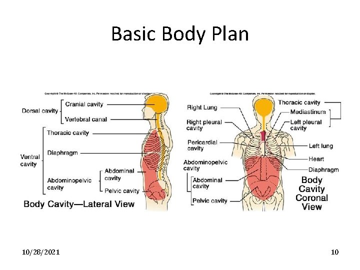 Basic Body Plan 10/28/2021 10 