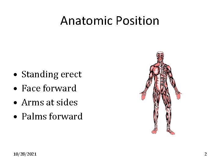 Anatomic Position • • Standing erect Face forward Arms at sides Palms forward 10/28/2021