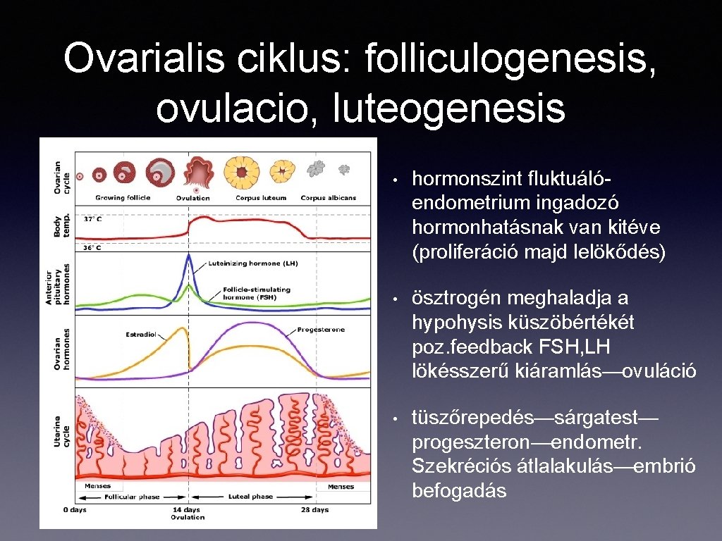 Ovarialis ciklus: folliculogenesis, ovulacio, luteogenesis • hormonszint fluktuálóendometrium ingadozó hormonhatásnak van kitéve (proliferáció majd