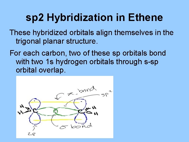 sp 2 Hybridization in Ethene These hybridized orbitals align themselves in the trigonal planar