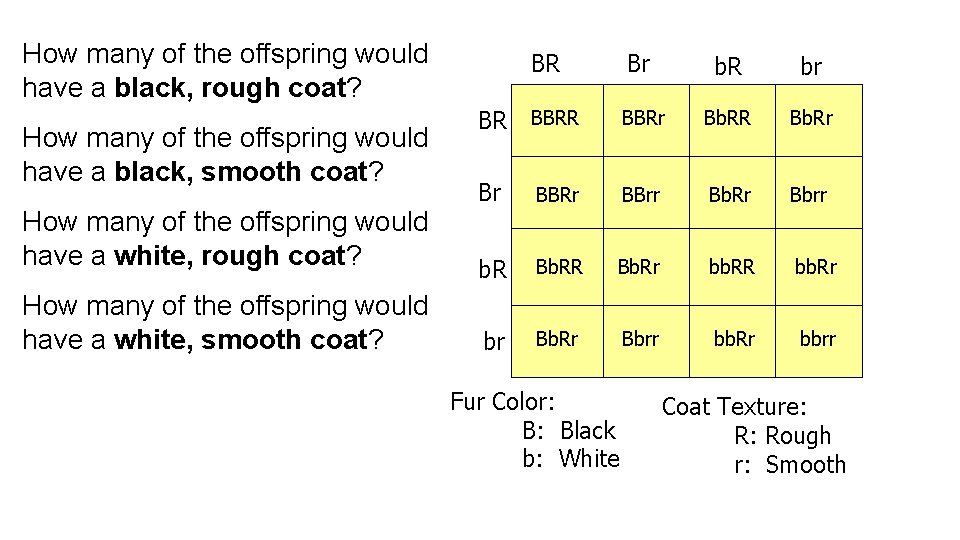 How many of the offspring would have a black, rough coat? How many of