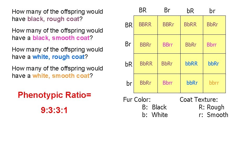 How many of the offspring would have black, rough coat? How many of the