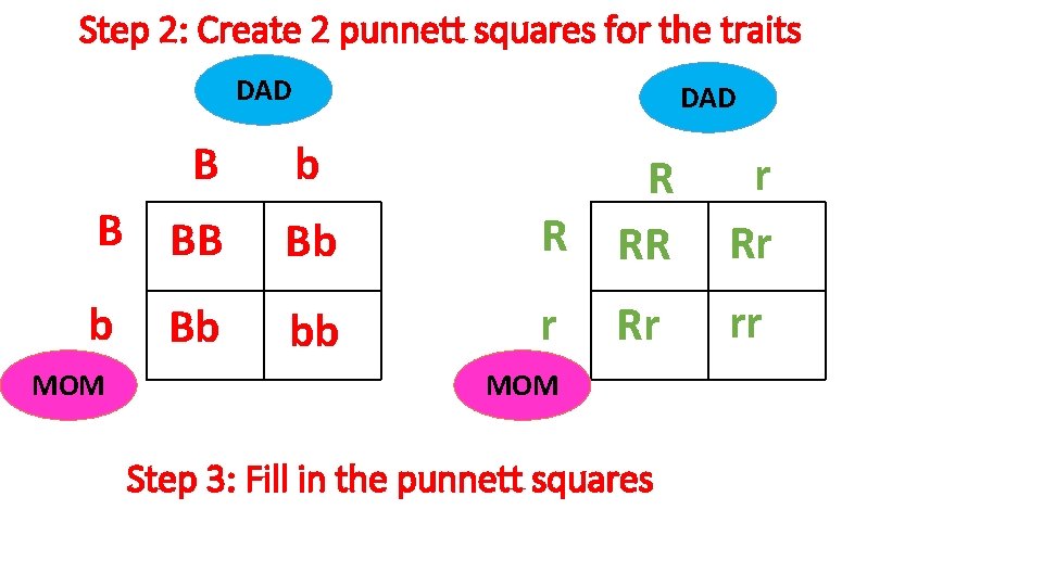 Step 2: Create 2 punnett squares for the traits DAD B DAD b B