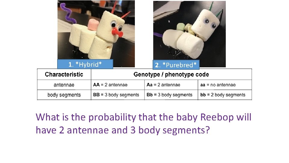 1. *Hybrid* 2. *Purebred* What is the probability that the baby Reebop will have