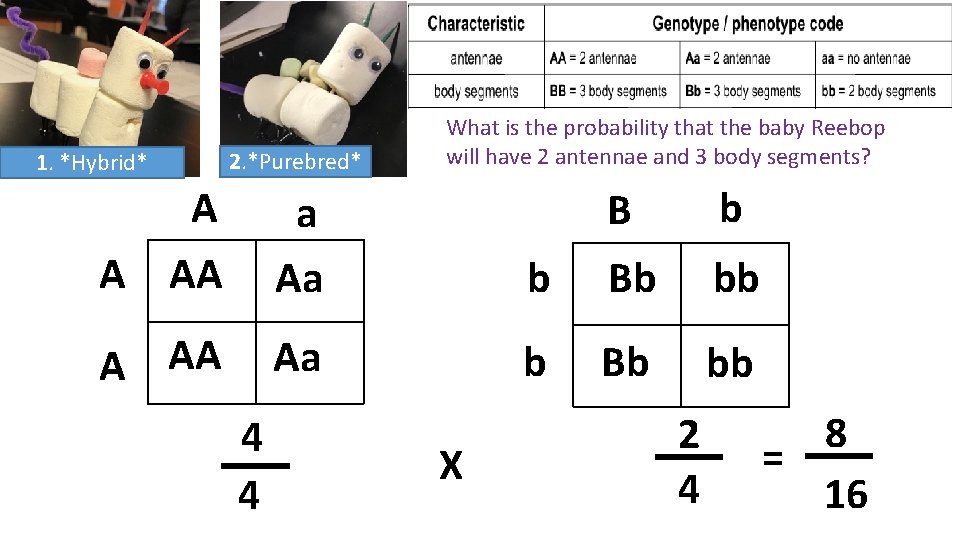 1. *Hybrid* 2. *Purebred* A A AA a Aa A AA Aa 4 4