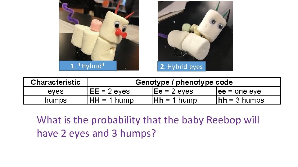 1. *Hybrid* Characteristic eyes humps 2. Hybrid eyes Genotype / phenotype code EE =