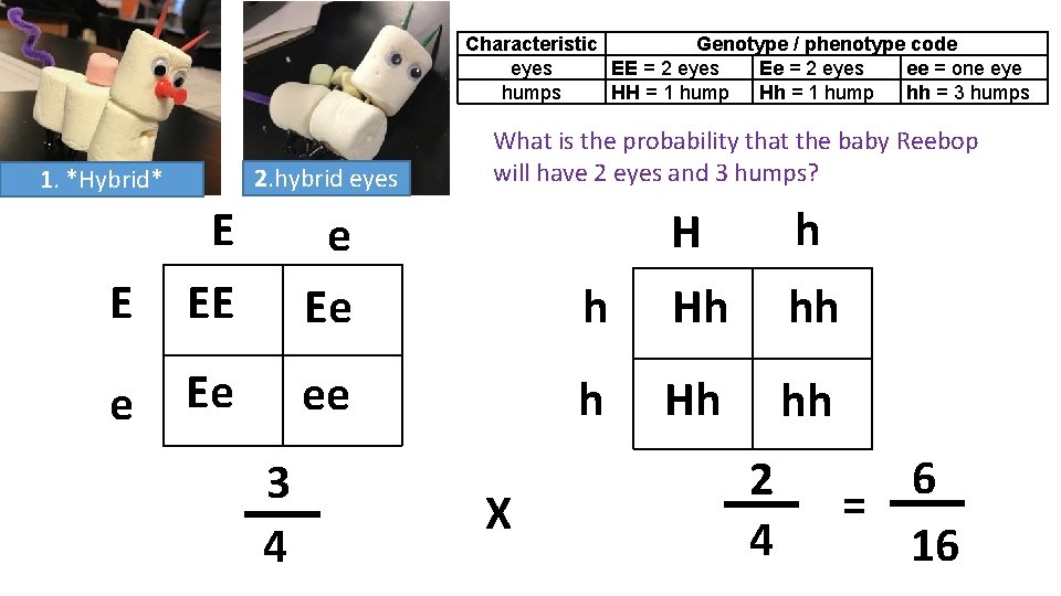 Characteristic Genotype / phenotype code eyes EE = 2 eyes Ee = 2 eyes