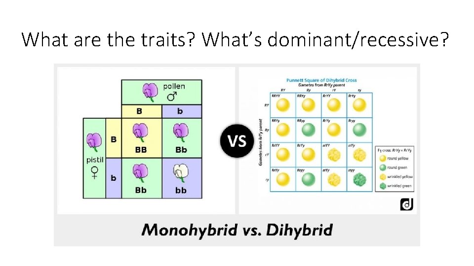 What are the traits? What’s dominant/recessive? 