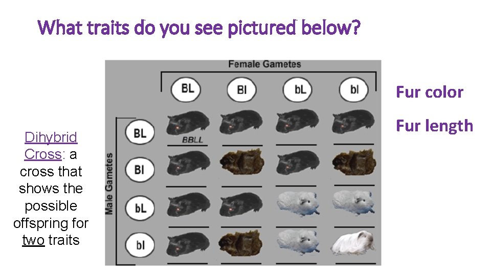 What traits do you see pictured below? Fur color Dihybrid Cross: a cross that