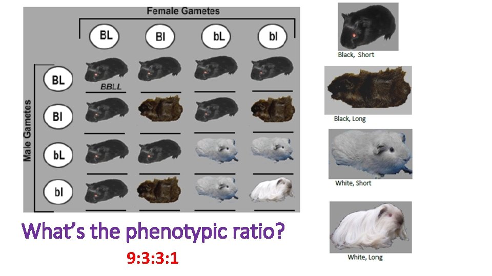 What’s the phenotypic ratio? 9: 3: 3: 1 