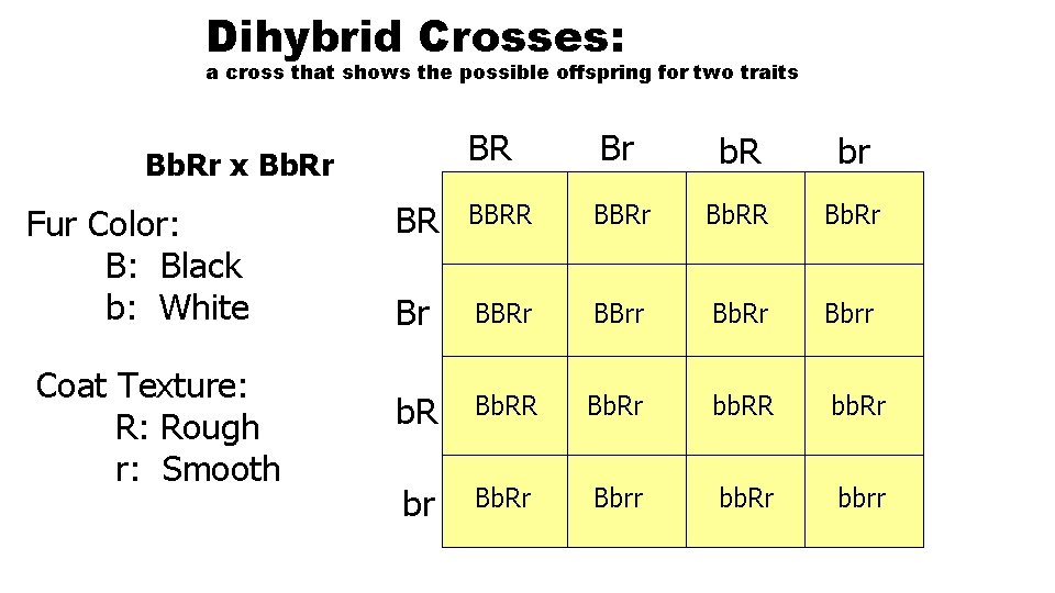 Dihybrid Crosses: a cross that shows the possible offspring for two traits BR Br