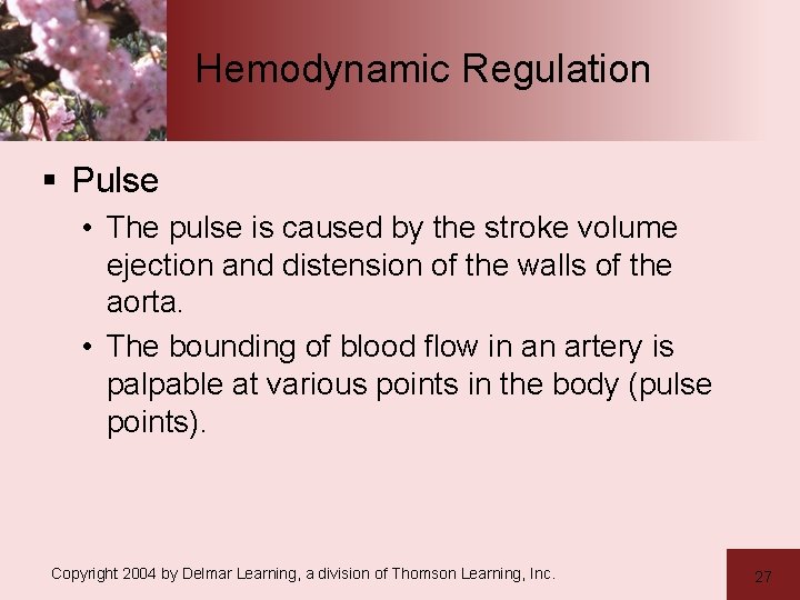 Hemodynamic Regulation § Pulse • The pulse is caused by the stroke volume ejection