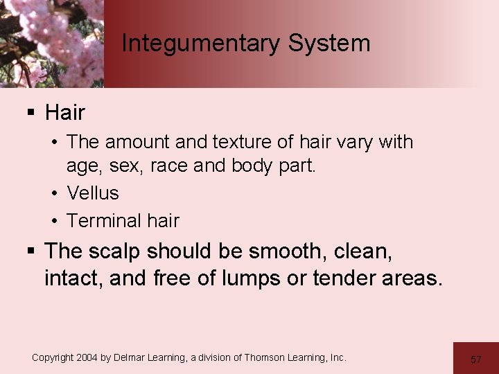 Integumentary System § Hair • The amount and texture of hair vary with age,