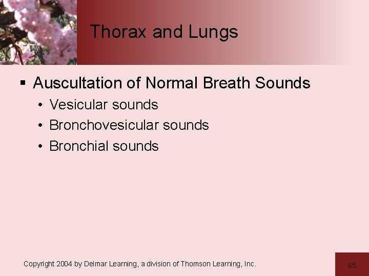 Thorax and Lungs § Auscultation of Normal Breath Sounds • Vesicular sounds • Bronchovesicular