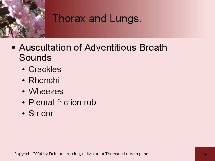 Thorax and Lungs. § Auscultation of Adventitious Breath Sounds • • • Crackles Rhonchi