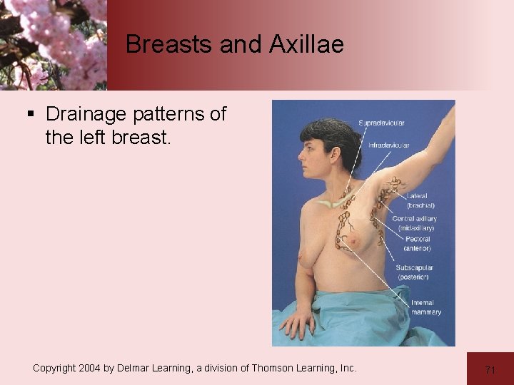 Breasts and Axillae § Drainage patterns of the left breast. Copyright 2004 by Delmar