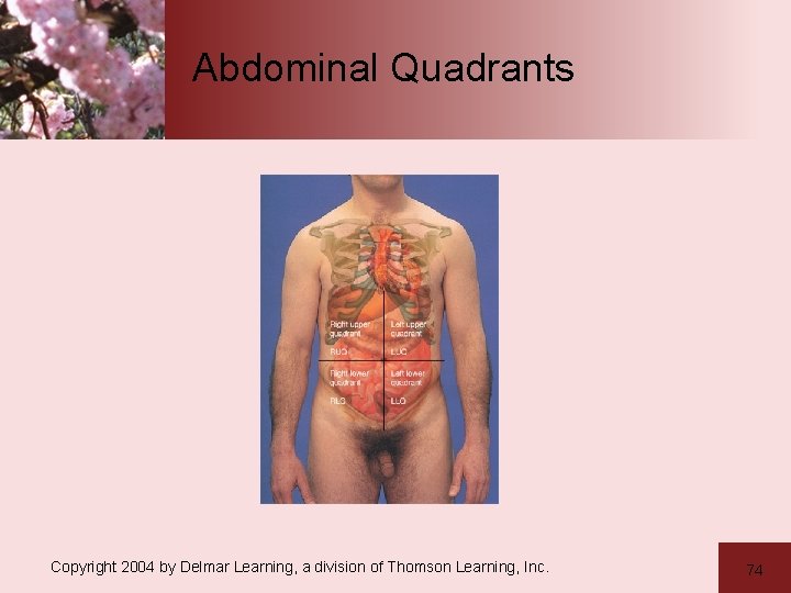 Abdominal Quadrants Copyright 2004 by Delmar Learning, a division of Thomson Learning, Inc. 74