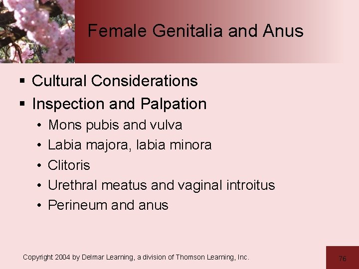 Female Genitalia and Anus § Cultural Considerations § Inspection and Palpation • • •